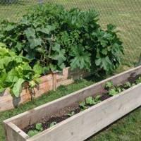 Plants growing outside in wooden boxes